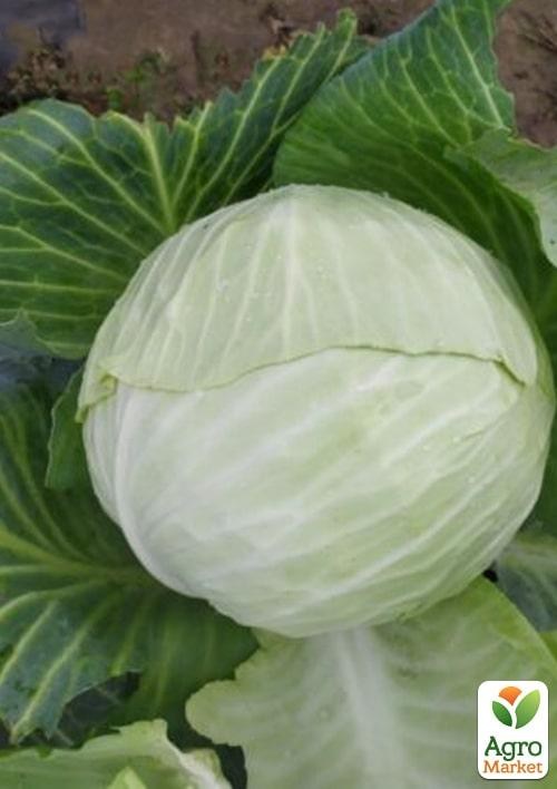 Капуста білокачанна "Алабама F1" ТМ "Lark Seeds" 2500шт