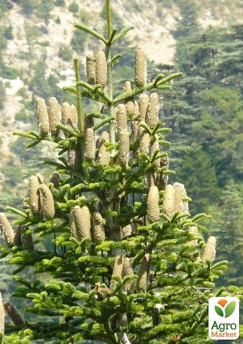 Ялиця Кілікійська (Abies cilicica) горщик P9