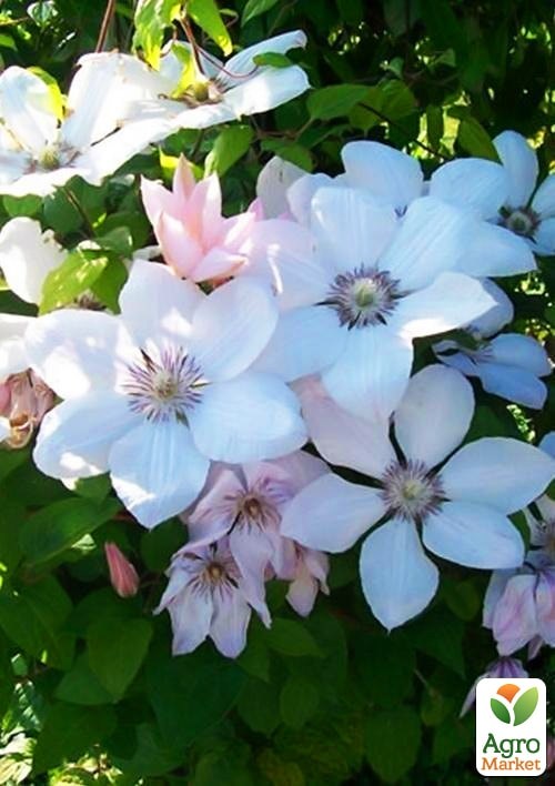 Тріо клематисів "Чарівний сад" вазон С2 - фото 2