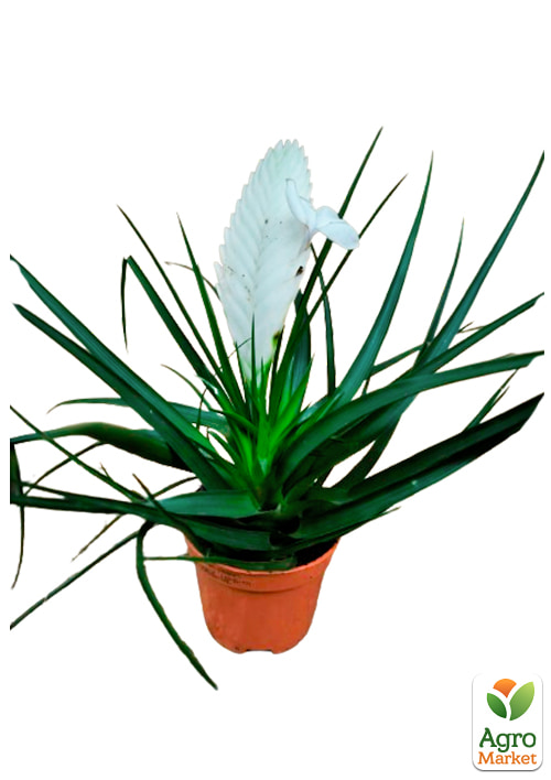 Тилландсия "Biancini" (Tillandsia Cyanea) - фото 5