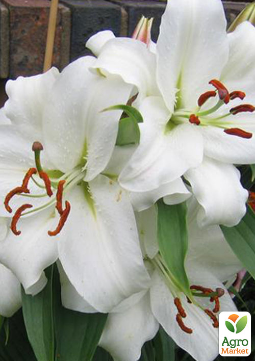 Лілія "Casa Blanca"