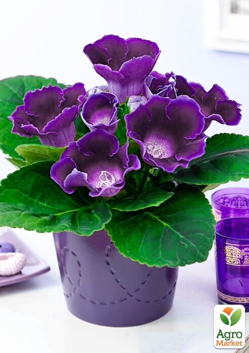 Глоксиния "Sonata Lila" высота 20см - фото 6