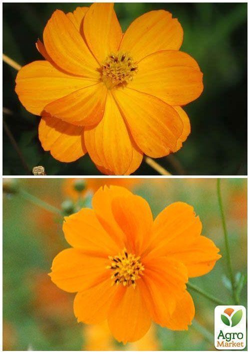 На вагу Космея "Сонячна помаранчева" ТМ "Весна" ціна за 2г - фото 4