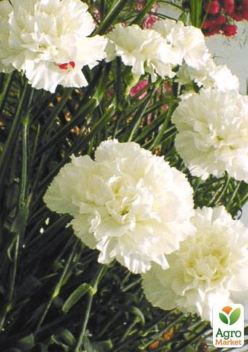 Гвоздика Махровая "Pinocchio Bianco" (контейнер № 10, высота 10 см) - фото 5