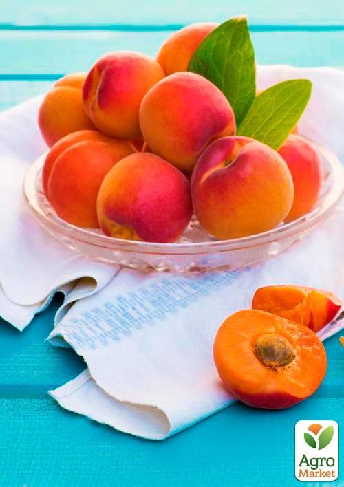 Абрикос "Робада" (летний сорт, ранний срок созревания) - фото 7