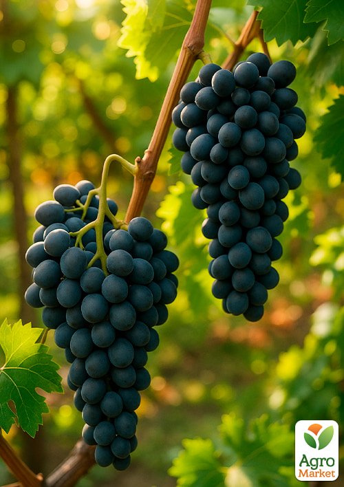 Виноград "Чорна вишня"