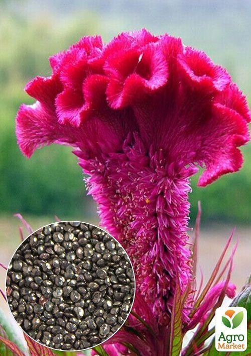 На развес Целозия гребенчатая ТМ "Весна" цена за 4г