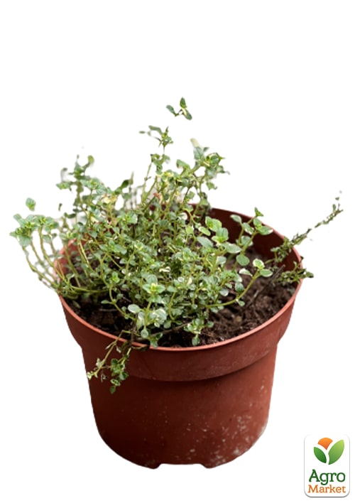 Тимьян "Foxley"  - фото 5