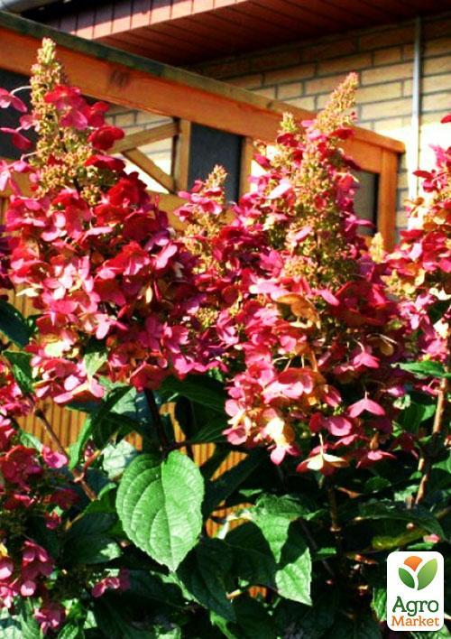 Гортензия метельчатая "Вимс Ред" (Wim`s Red) - фото 7