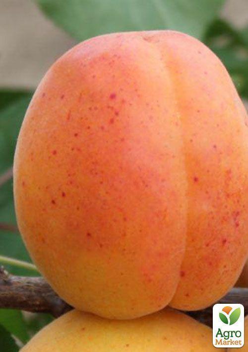 Абрикос "Аврора" - фото 5