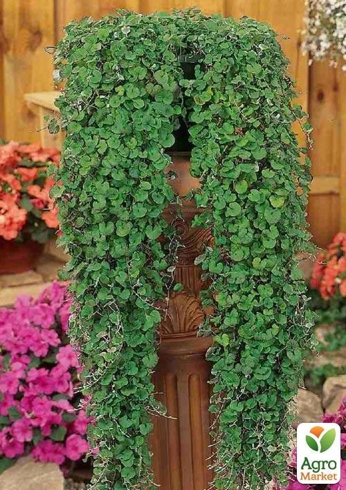 Дихондра "Изумрудный Водопад" - фото 3