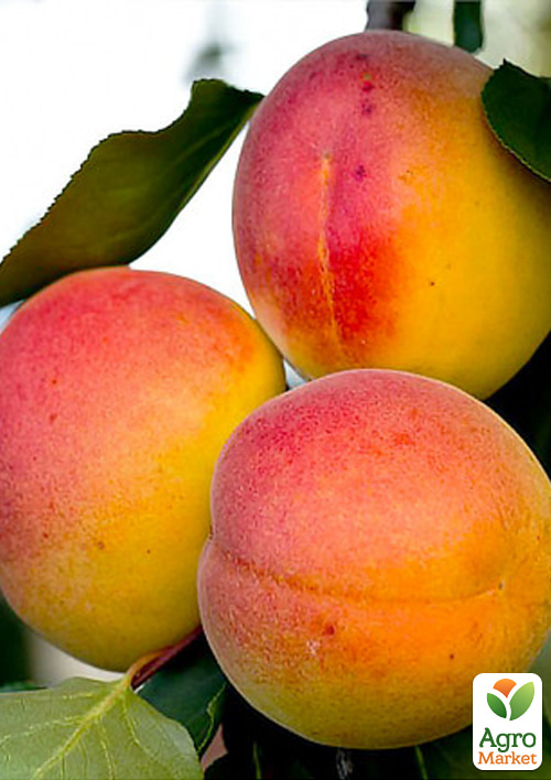 Абрикос "Сильвер Кот" (летний сорт, ранний срок созревания) - фото 4