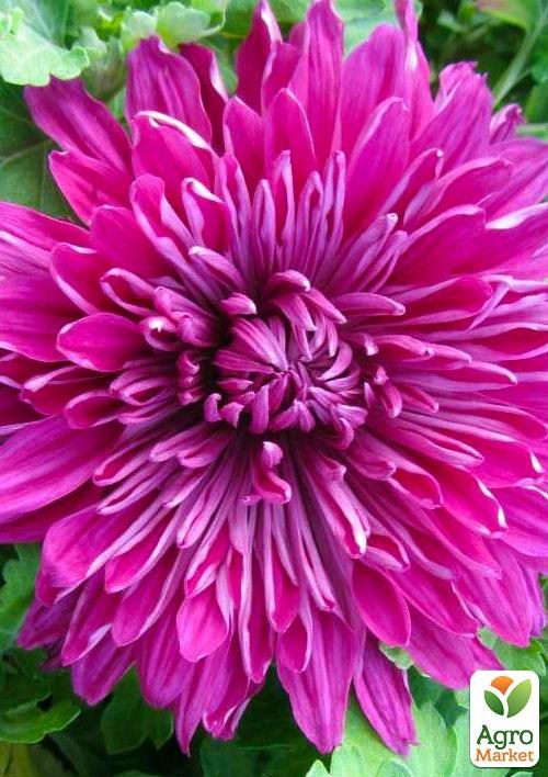 Хризантема корейская "Анна Ярославна" (укорененный черенок высота 5-10 см)