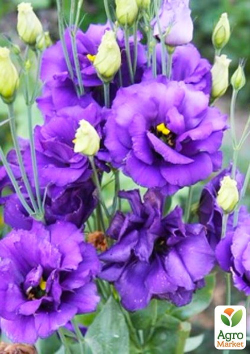 Еустома "Загадка F1" ТМ "Vesna Exclusive" 5шт