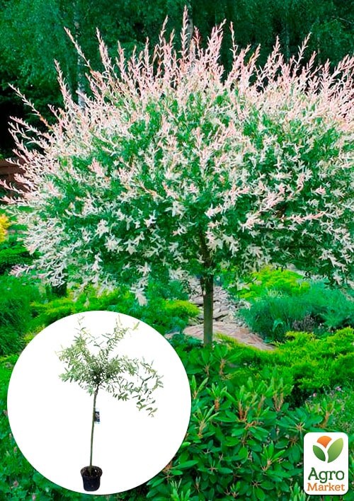 Ива на штамбе "Hakuro-nishiki" (высота 80-100см)