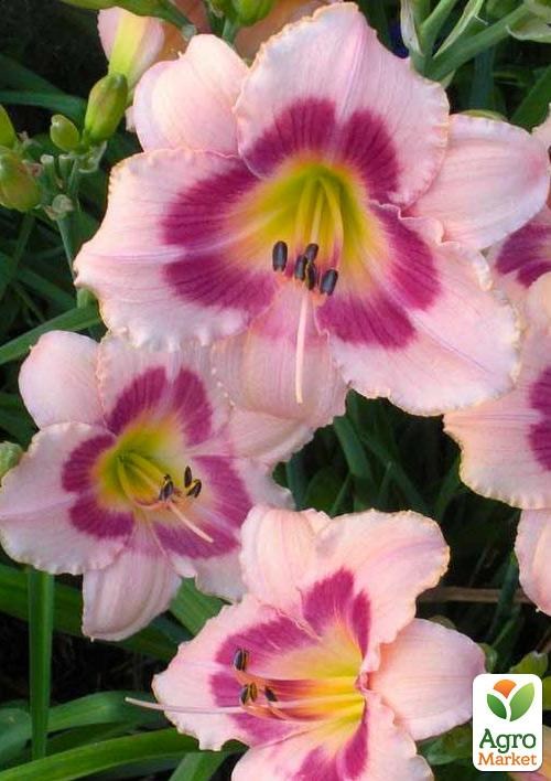 Лилейник "Wineberry Candy" 1шт в упаковке