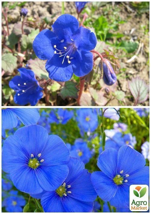 На вагу Фацелія "Сапфір" ТМ "Весна" ціна за 10г - фото 4