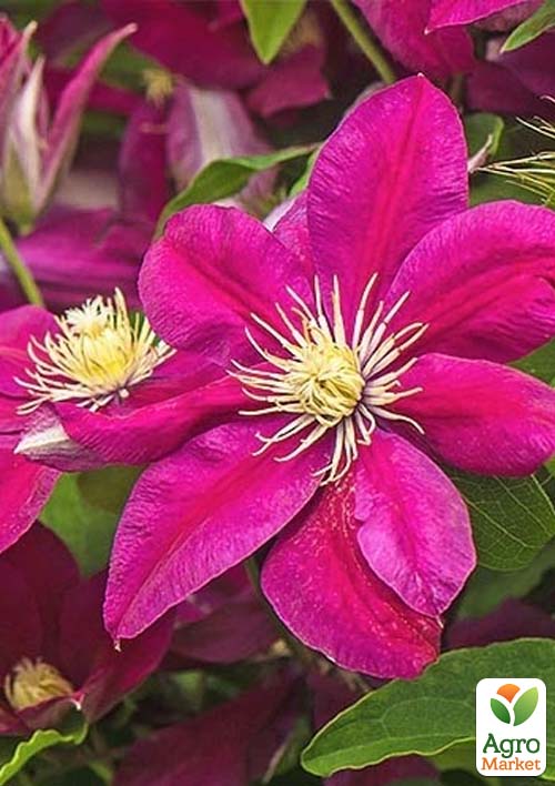 Клематис "Ernest Markham"