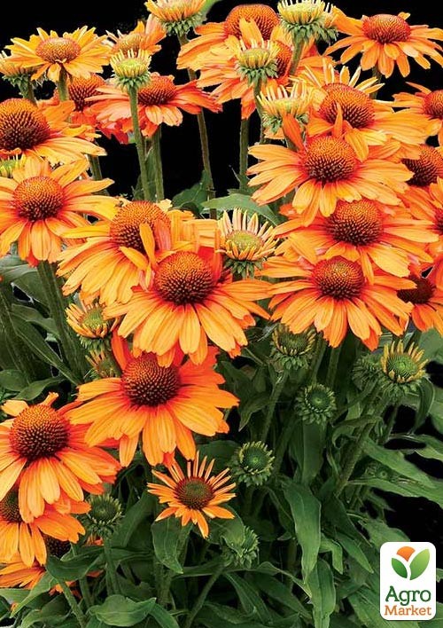 Ехінацея "Saffron"