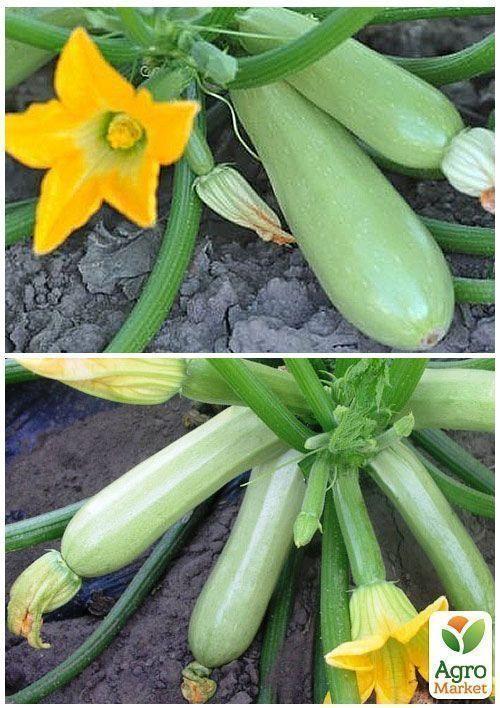 На развес Кабачок "Ленуца F1" ТМ "Весна" цена за 3г - фото 3