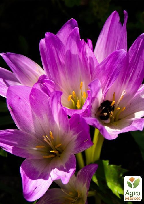 Колхикум "Purpureum" (розмір 18/20, великий) 1шт в упаковці