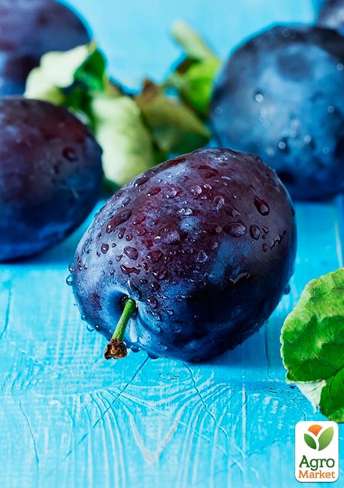 Слива "Геркулес" - фото 6