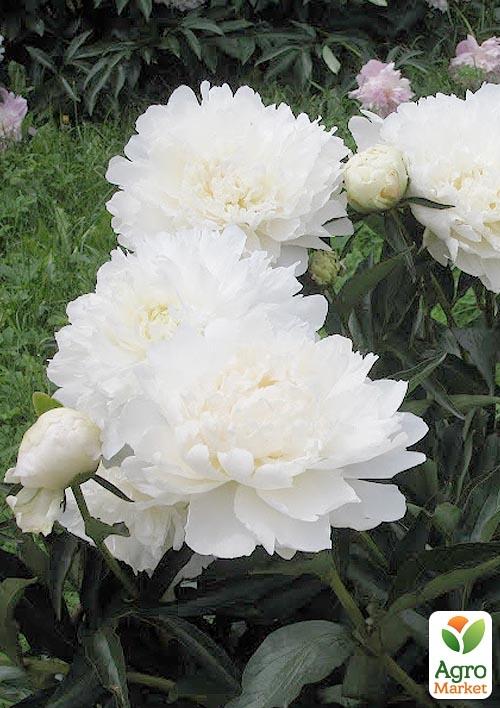 Пион травянистый "Галина Уланова" 1шт в упаковке