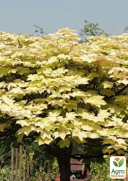 Клен белый "Явор" высота 50-100см