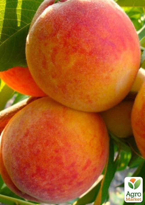 Персик "Коллінз" укорінений у контейнері (саджанець 2 роки) - фото 2