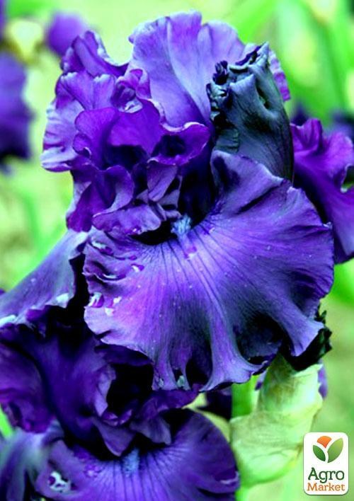 Ирис бородатый крупноцветковый "Mountain Magesty"  1шт в упаковке