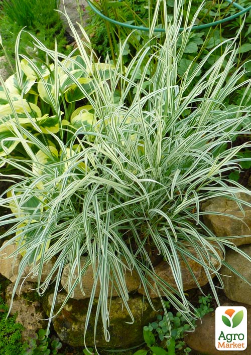 Райграс бульбоносный Arrhenatherum bulbosum (многолетний декоративный злак) - фото 6