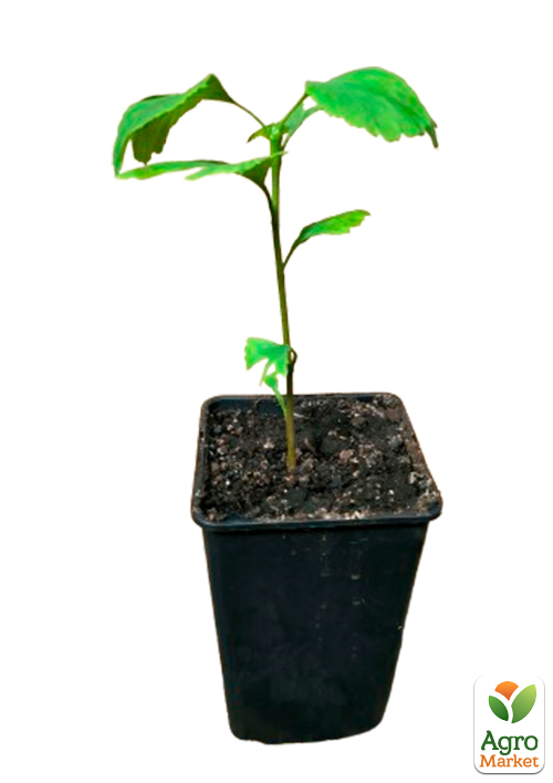 LMTD Гінкго Білоба (висота 20-30см) - фото 10