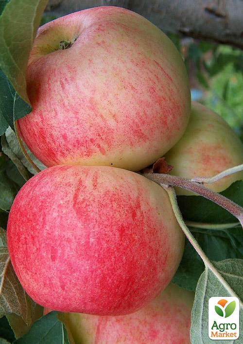 Яблоня "Целесте" (летний сорт позднего срока созревания)