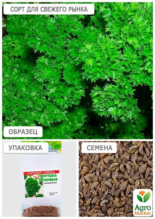 Петрушка кучерява (Зипер) ТМ "Весна" 3г - фото 4