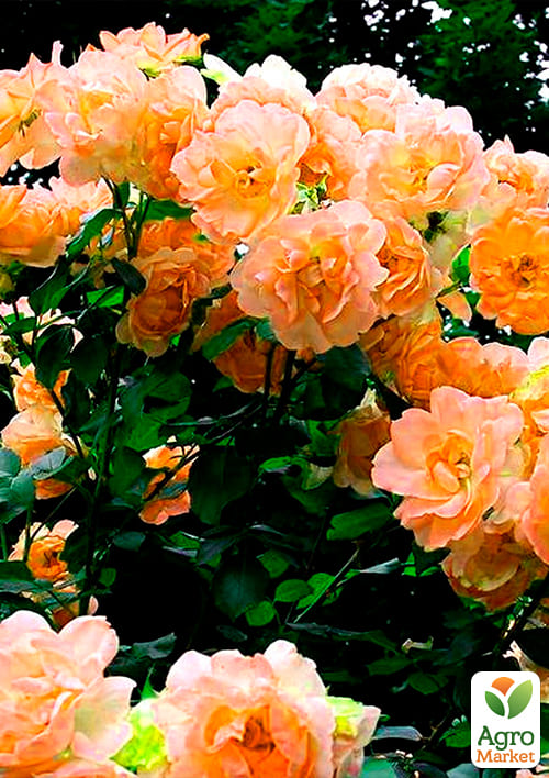 Троянда плетиста "Повний Місяць (Full Moon)" (саджанець класу АА +) вищий сорт - фото 4