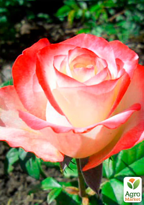 Роза чайно-гибридная "Свитнесс (саженец класса АА+) высший сорт - фото 4