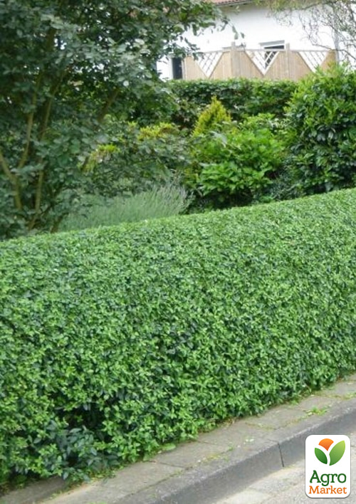 Бирючина обыкновенная (Ligustrum vulgare), С2 высота 25-35см