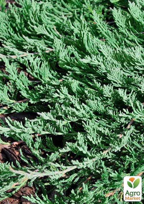 Можжевельник горизонтальный "Jade River" C2, диаметр 30-40см - фото 5