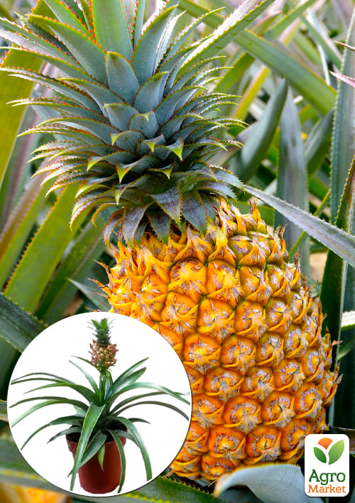 LMTD Ананас з плодом 3-х річний "Кайена" (20-40см)