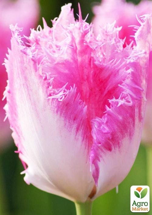 Тюльпан "Fancy Frills" 3шт в упаковке