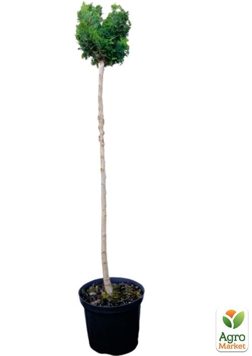 Кіпарисовик на штамбі "Tonia" С5, висота 80-90см - фото 3