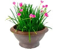 Зефирантес