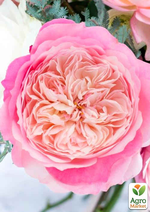 Роза английская "Констанц" в контейнере, высший сорт - фото 6