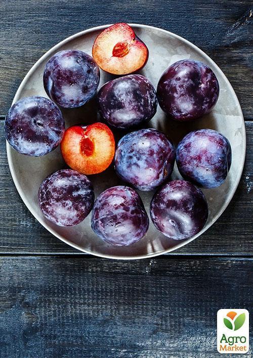 Слива "Блю Фри" (осенний сорт, поздний срок созревания) - фото 5