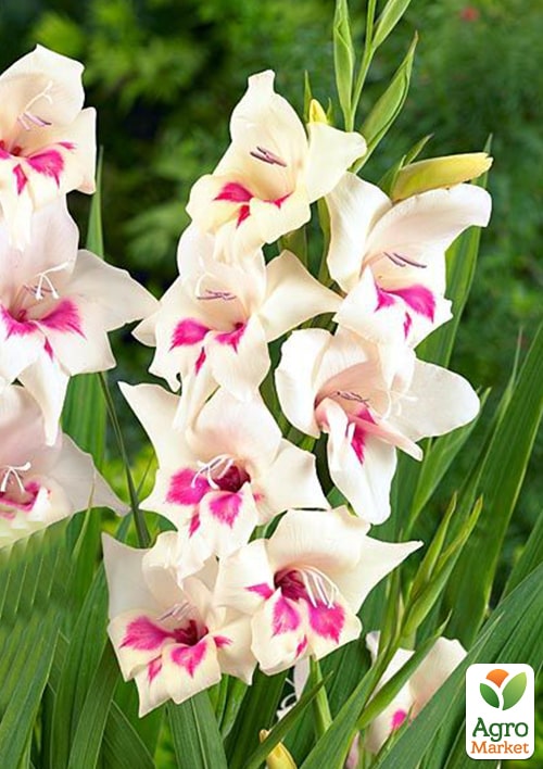 Гладиолус Нанус "Carine"  - фото 4