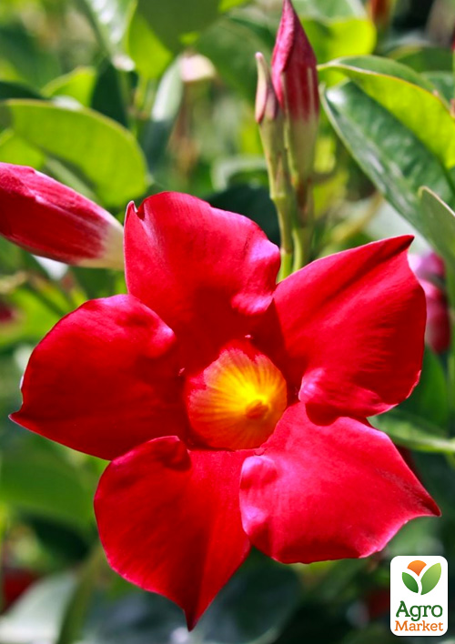 Дипладения (Mandevilla) "Classic Early Scarlet" (цветущая лиана)