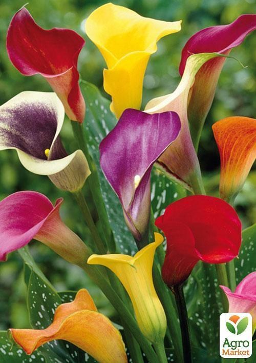 Калла смесь "Счастливый набор" ТМ "Vesna Exclusive" 5шт