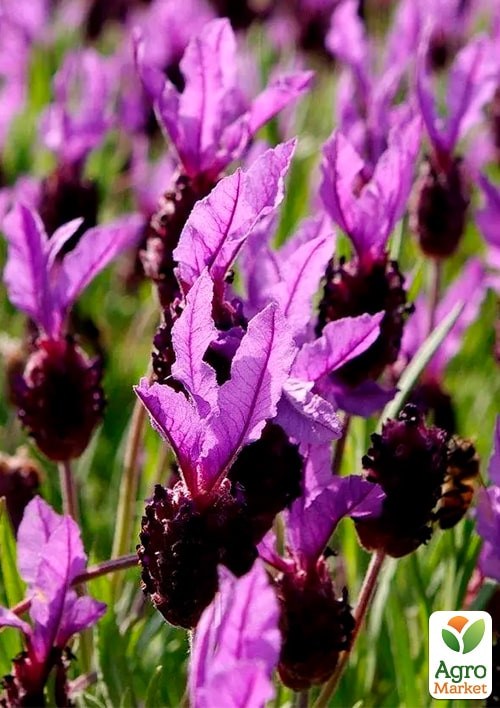 Лаванда однолетняя "Нормандия" ТМ "Vesna Exclusive" 20шт - фото 2