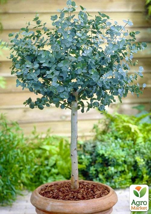 Евкаліпт кімнатний "Baby Blue"