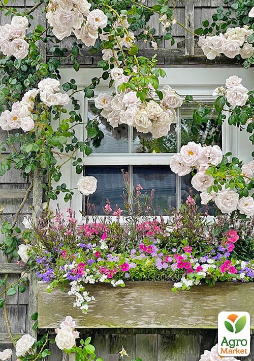 Роза плетистая "Venusta Pendula" (саженец класса АА+) высший сорт - фото 3